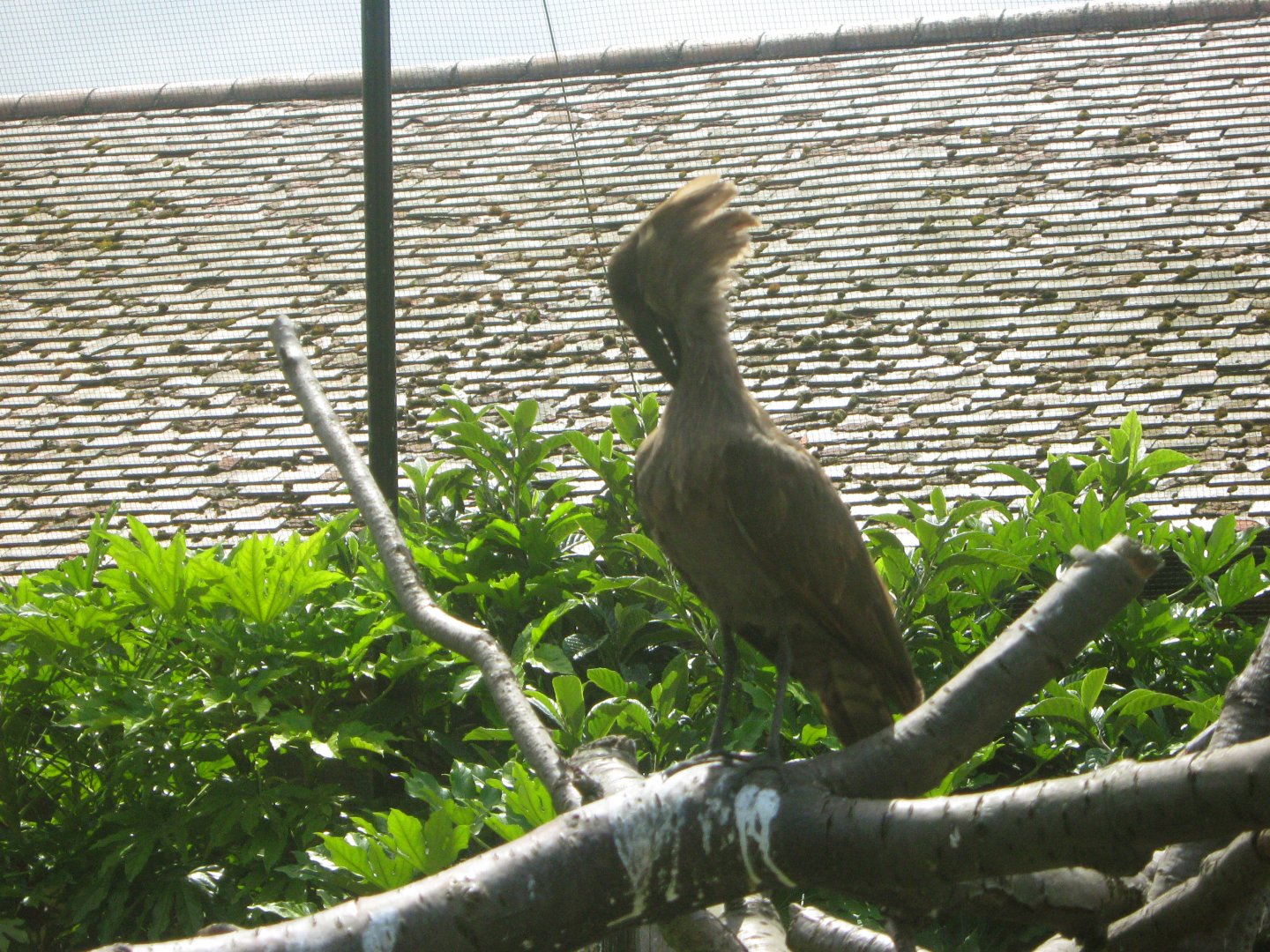 Hamerkop Preening