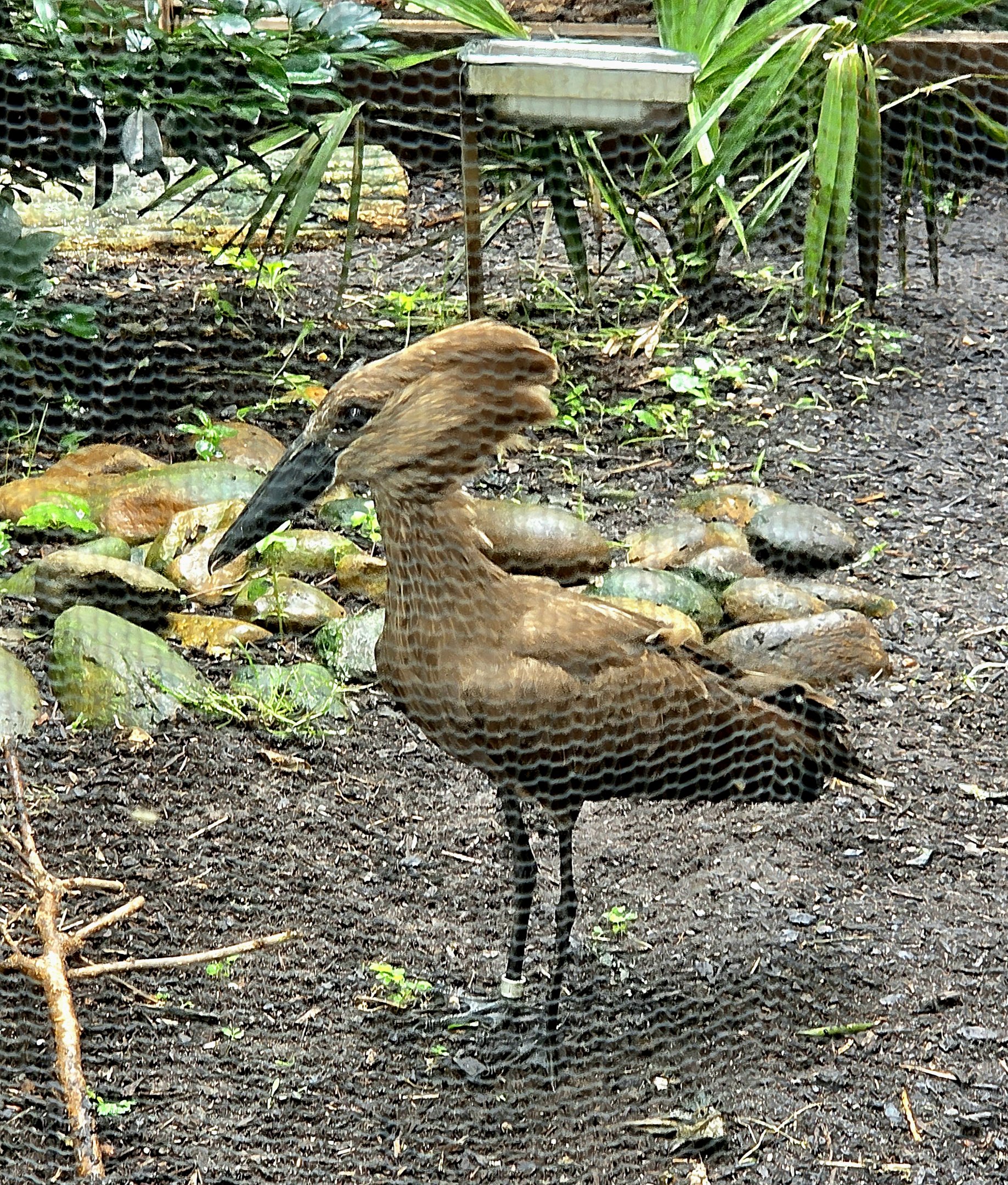 Hamerkop-Riverbanks Zoo