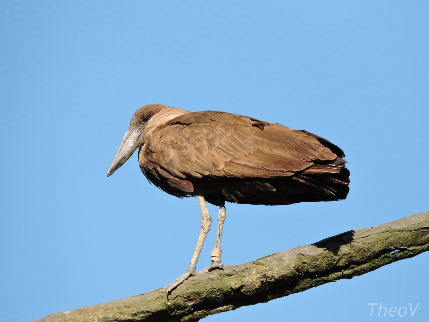 Hamerkop  - Sanctuaire des okapis [2015]