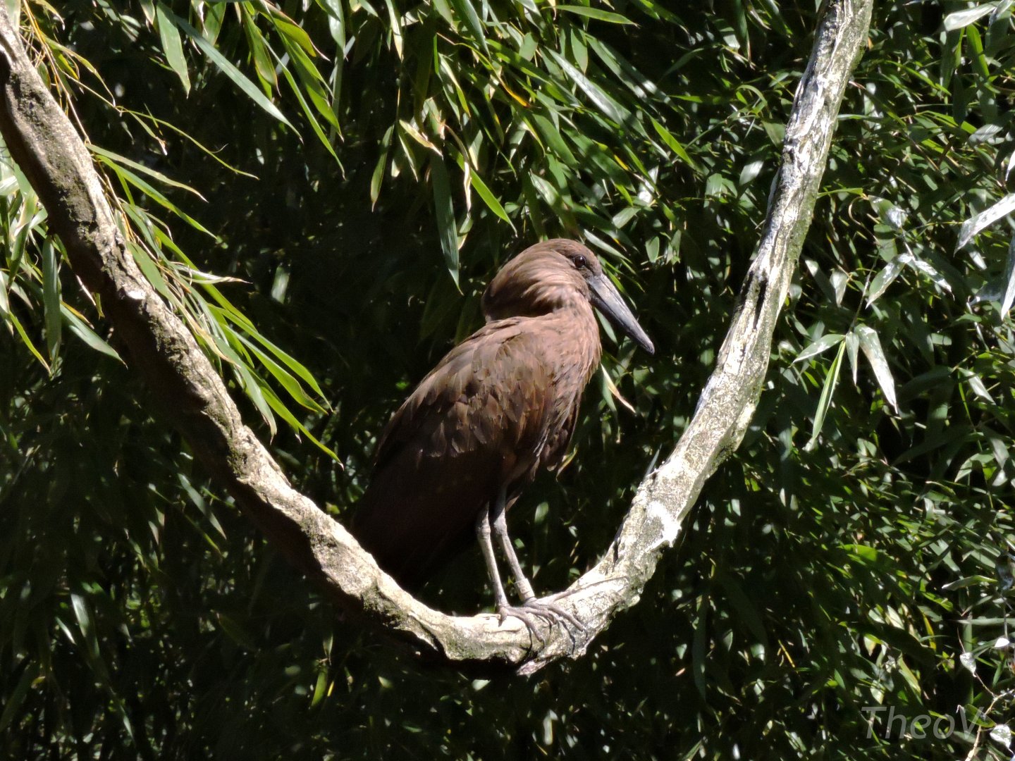 Hamerkop - Sanctuaire des okapis [2015]