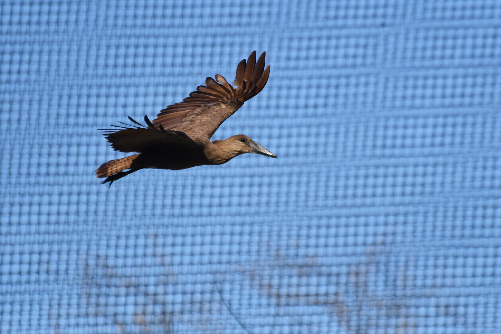 Hamerkop (Scopus umbreta)