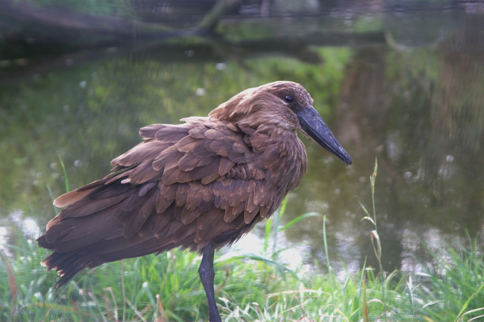 Hamerkop (Scopus umbretta), 17-09-25