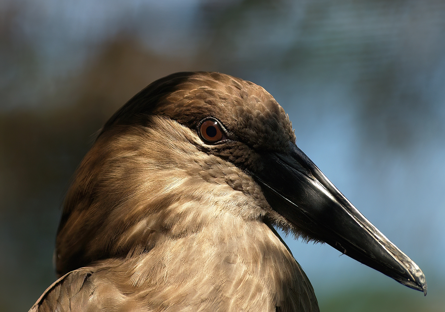 Hamerkop (Scopus umbretta), 2008-08-06