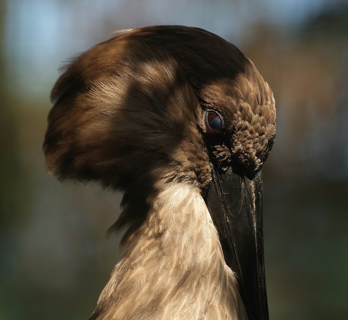 Hamerkop (Scopus umbretta), 2008-08-06