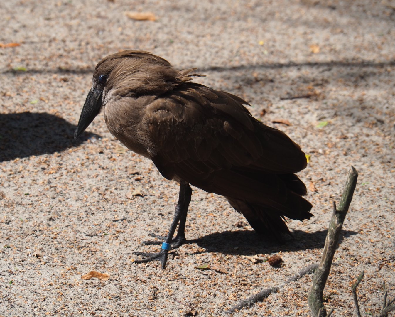 Hamerkop (Scopus umbretta), 2019-08-04