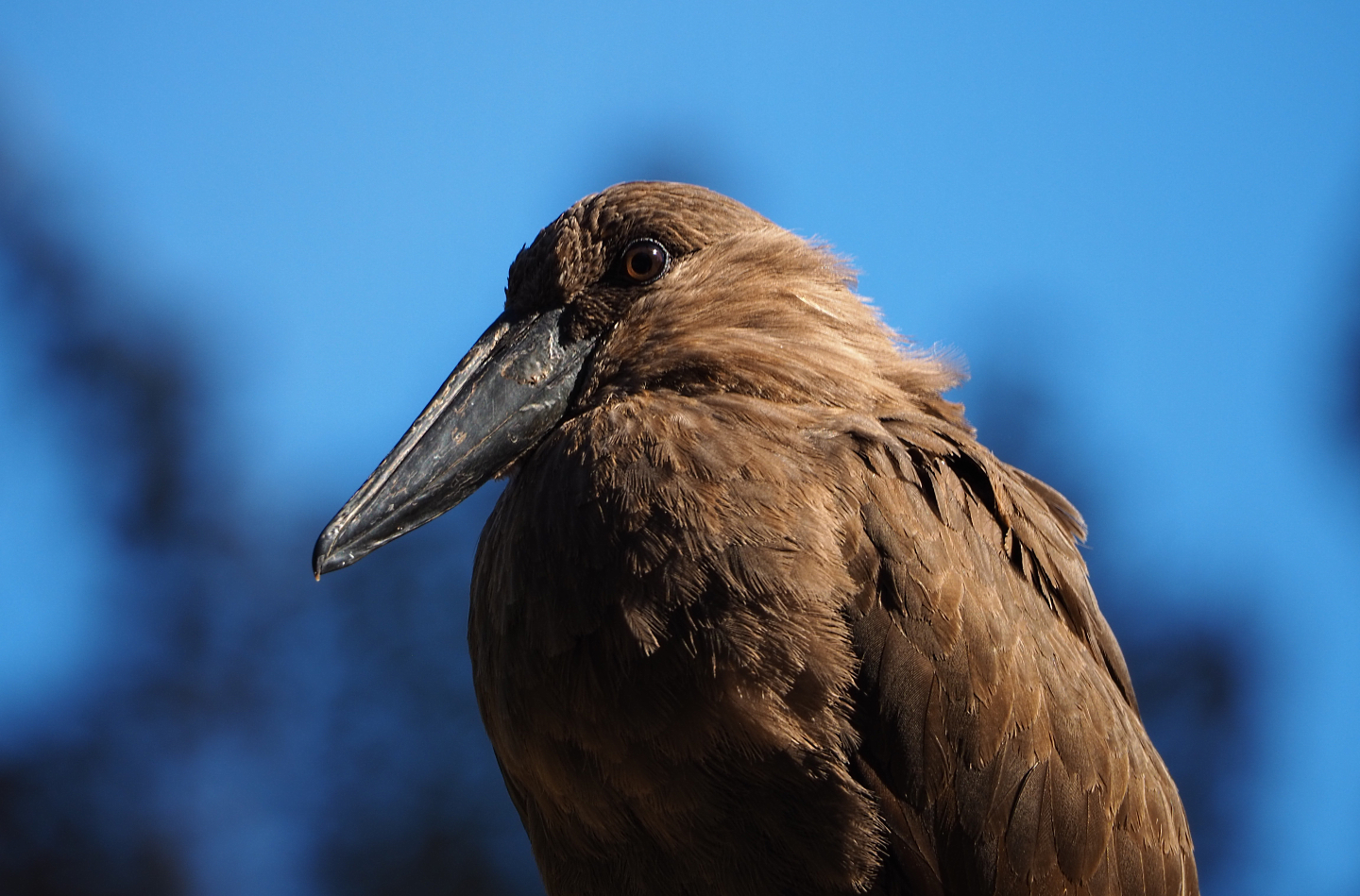 Hamerkop (Scopus umbretta), 2019-09-21