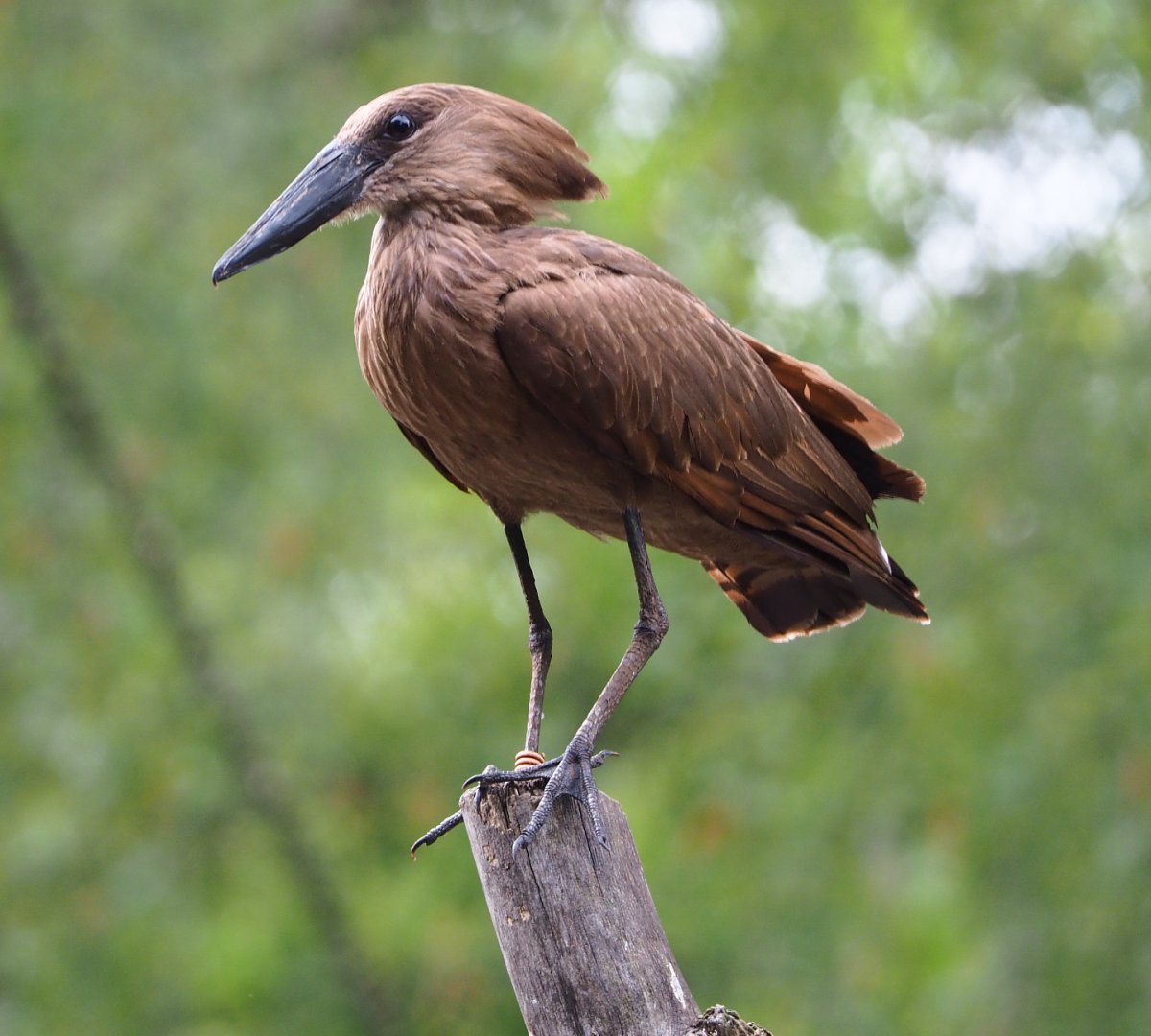 Hamerkop (Scopus umbretta), 2020-05-23