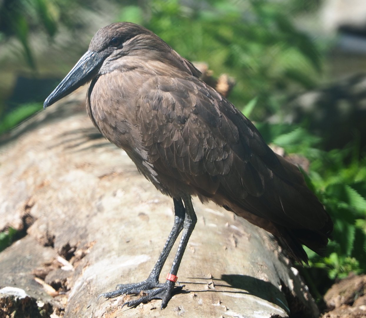 Hamerkop (Scopus umbretta), 2020-06-20