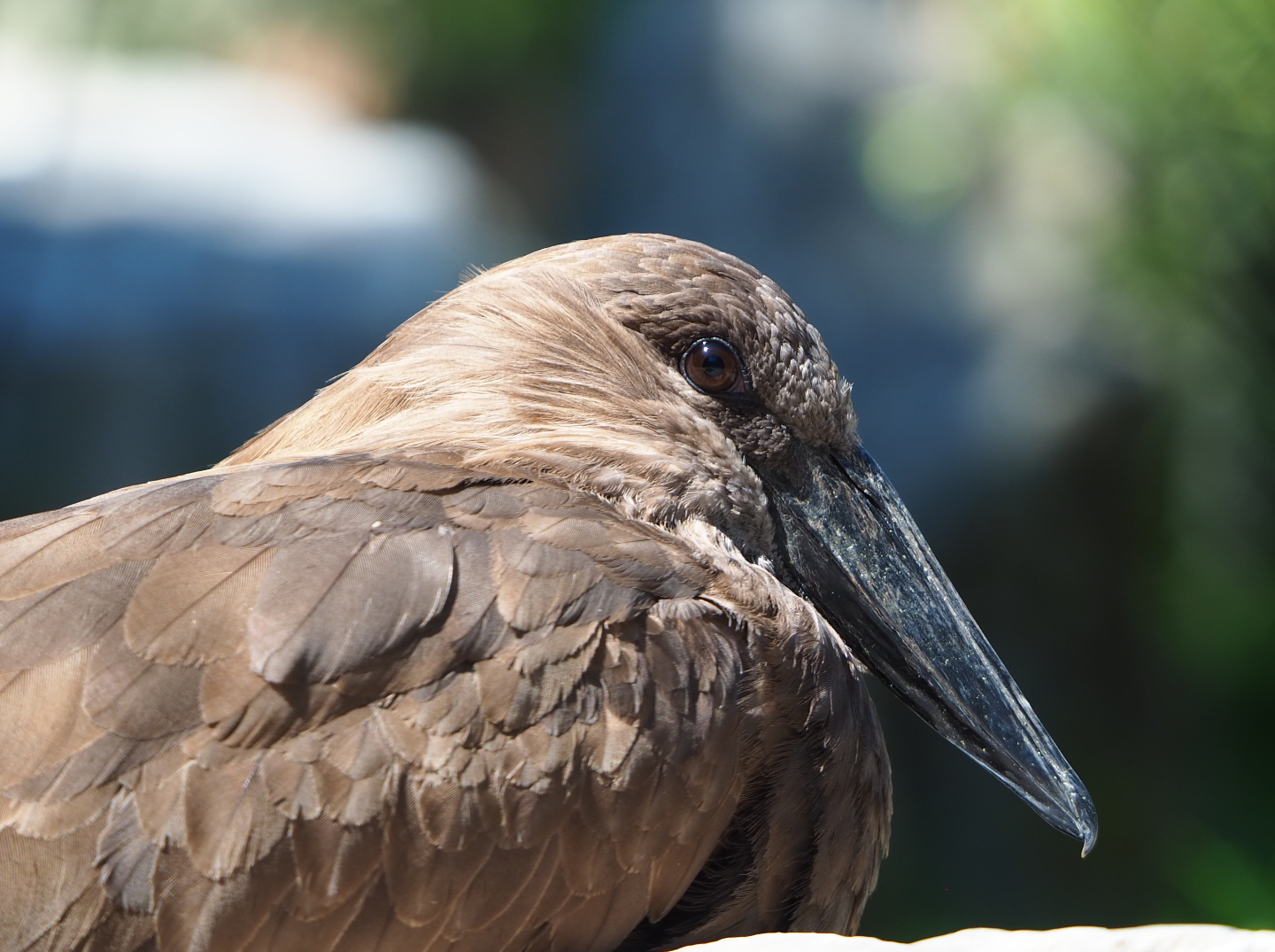 Hamerkop (Scopus umbretta), 2020-06-20