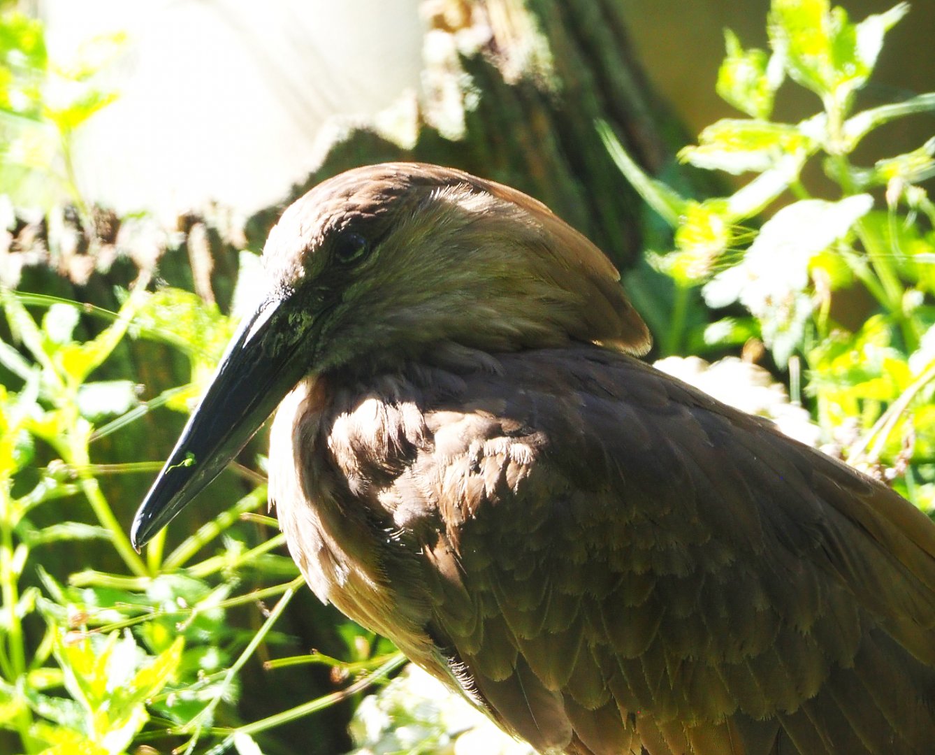 Hamerkop (Scopus umbretta), 2020-07-21