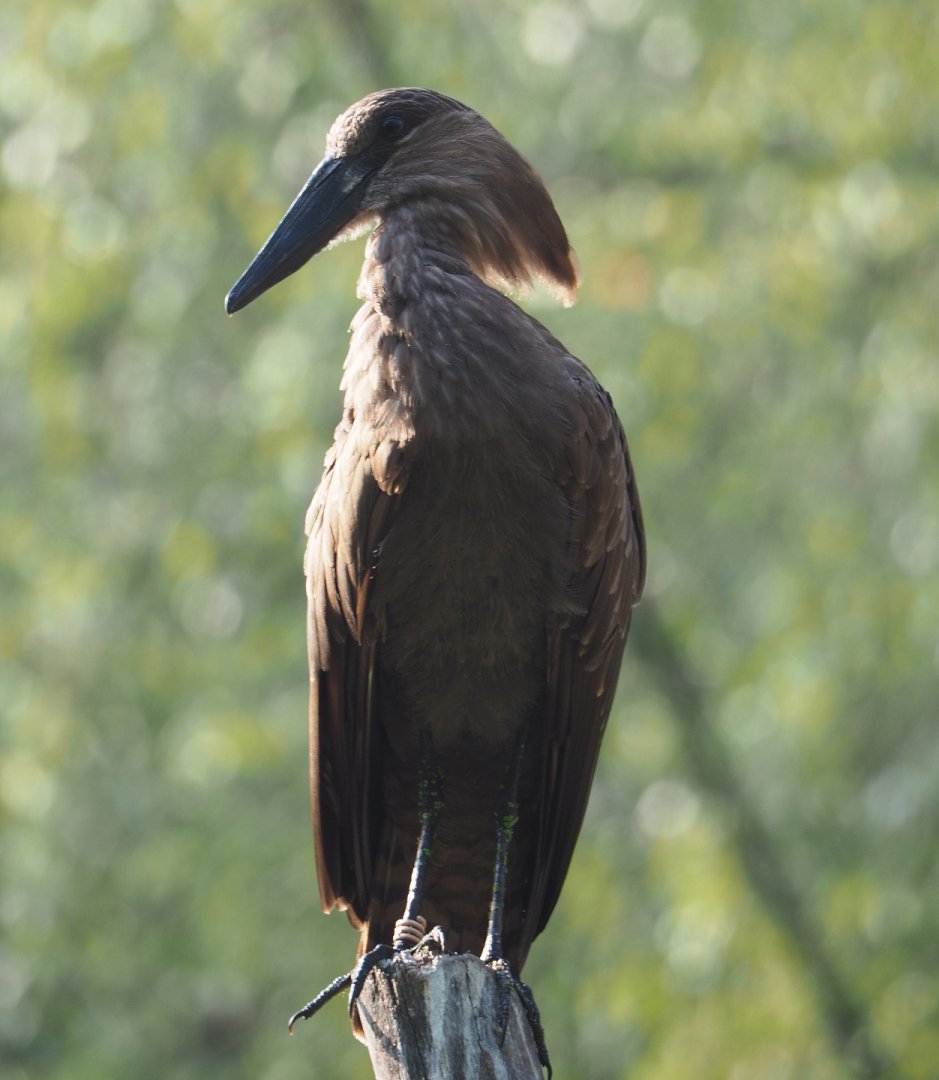 Hamerkop (Scopus umbretta), 2020-09-16