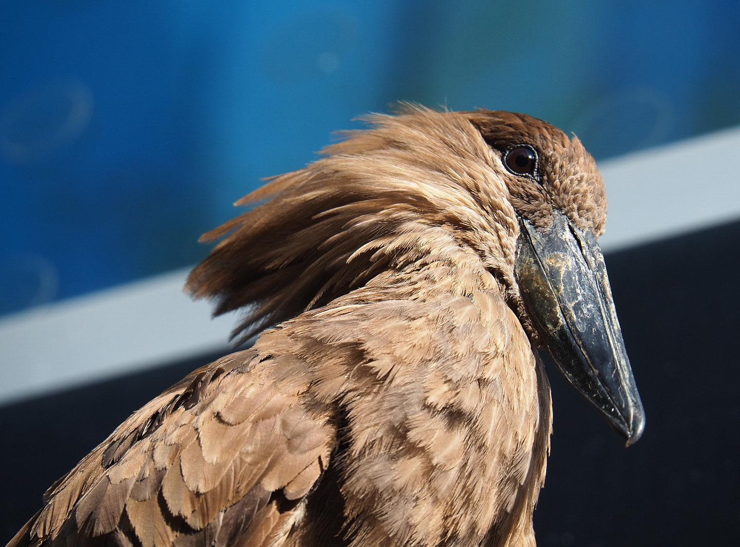 Hamerkop (Scopus umbretta), 2020-09-20