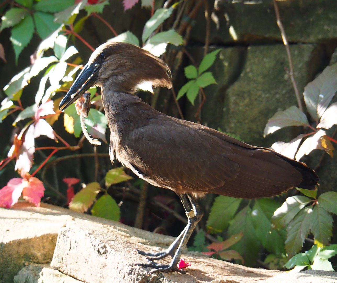 Hamerkop (Scopus umbretta), 2020-09-20
