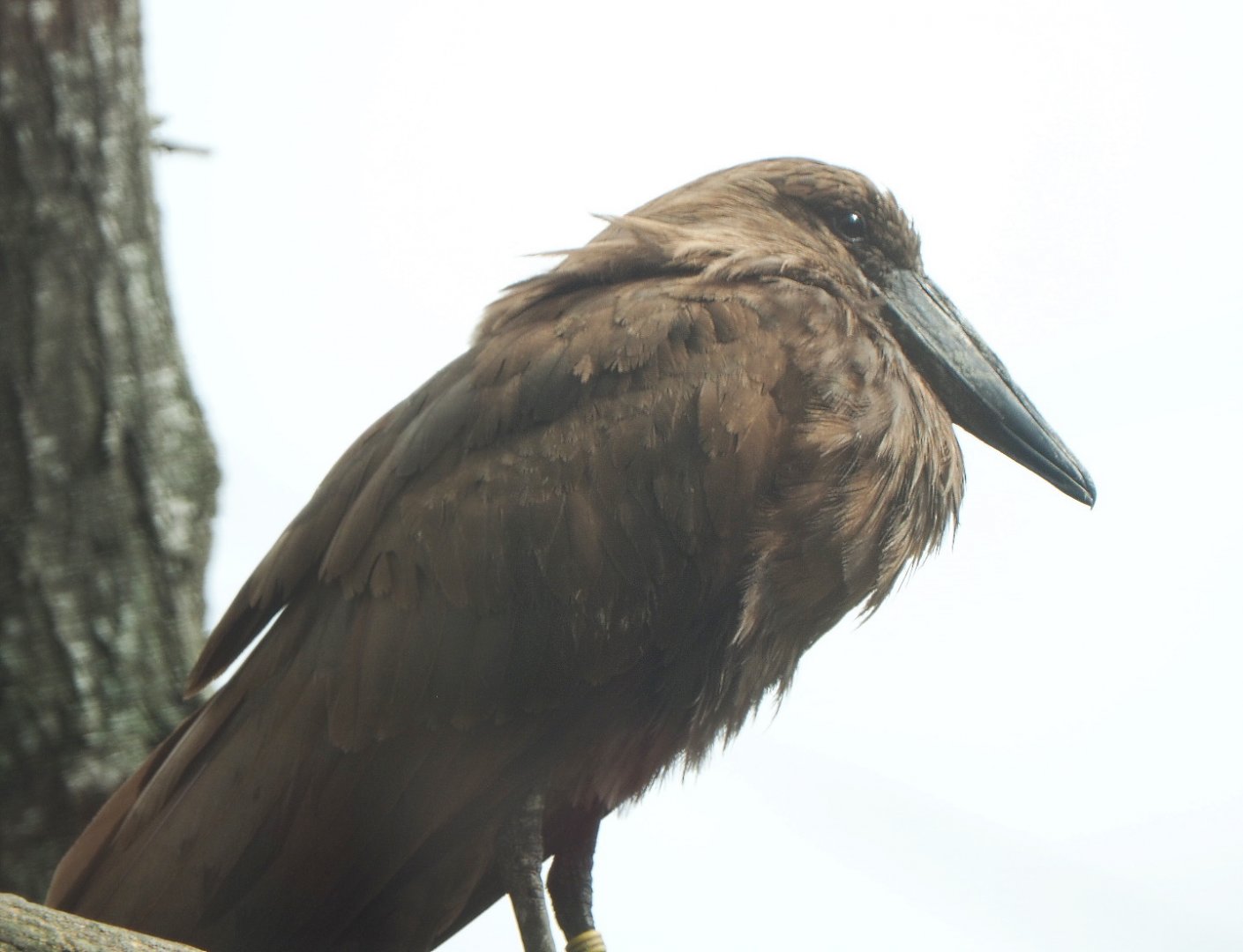 Hamerkop (Scopus umbretta), 2021-06-12