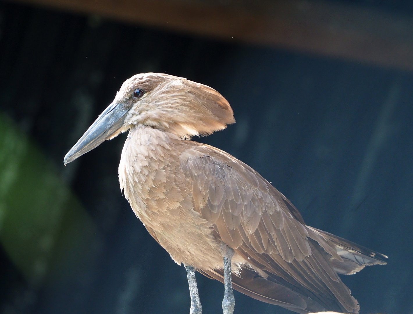 Hamerkop (Scopus umbretta), 2021-06-15