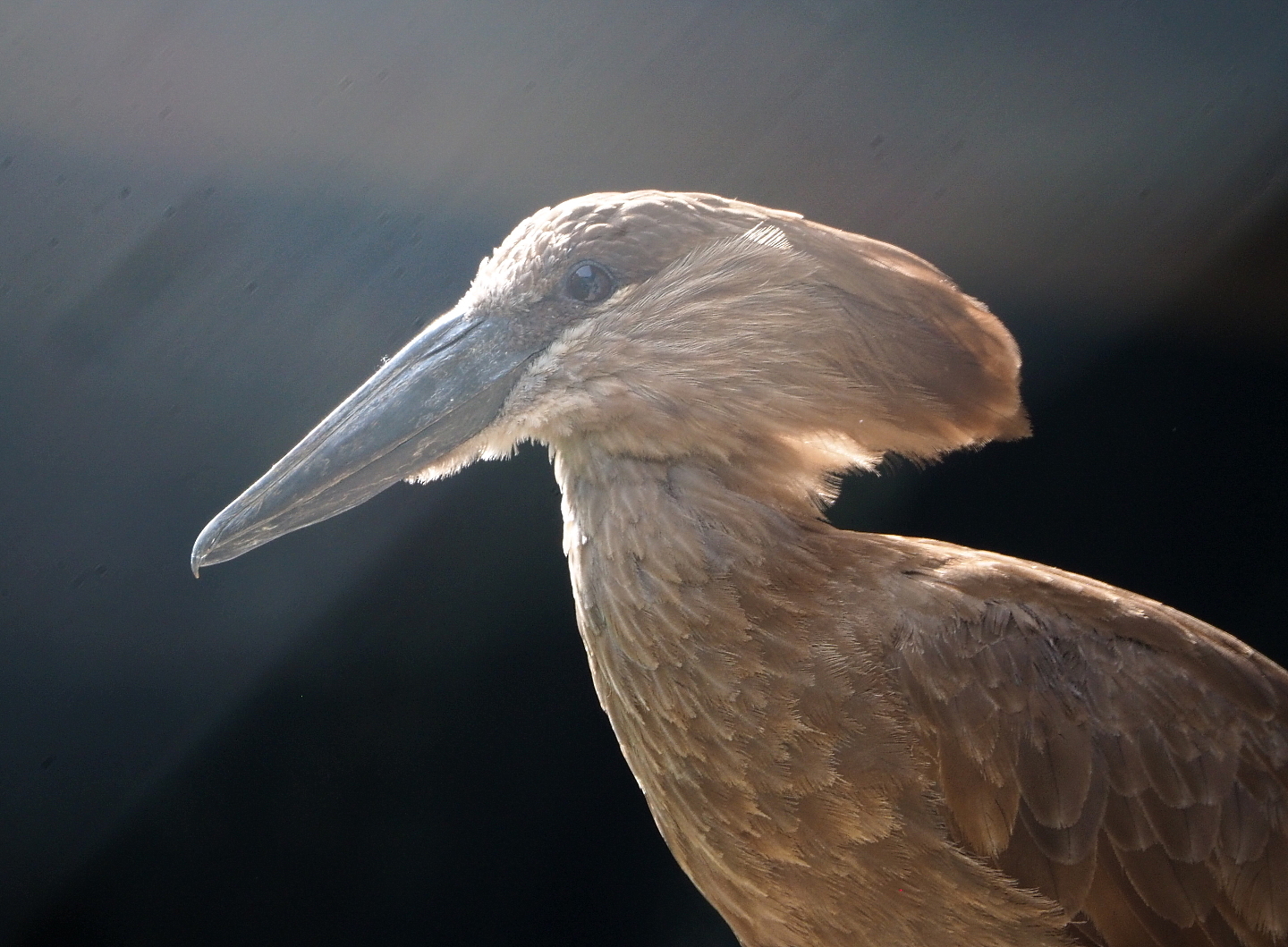 Hamerkop (Scopus umbretta), 2021-06-15