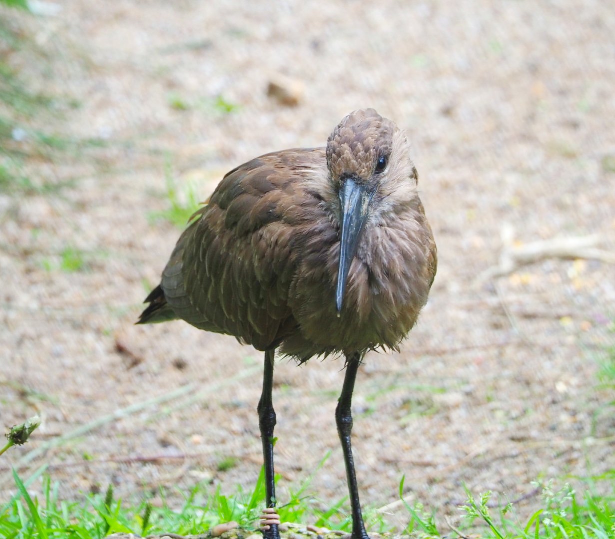 Hamerkop (Scopus umbretta), 2021-07-03