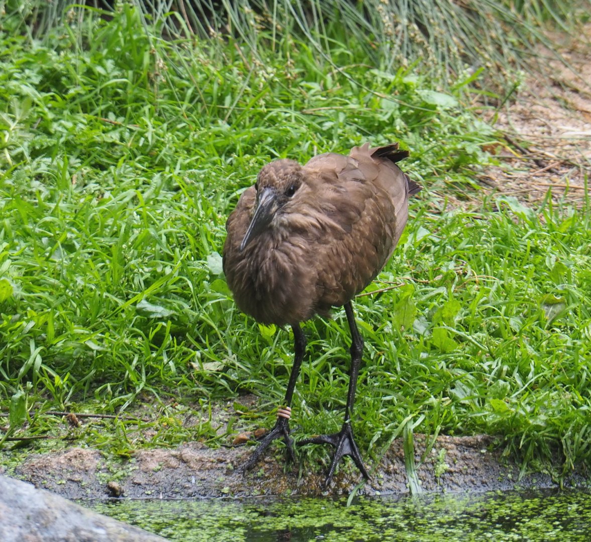 Hamerkop (Scopus umbretta), 2021-07-03