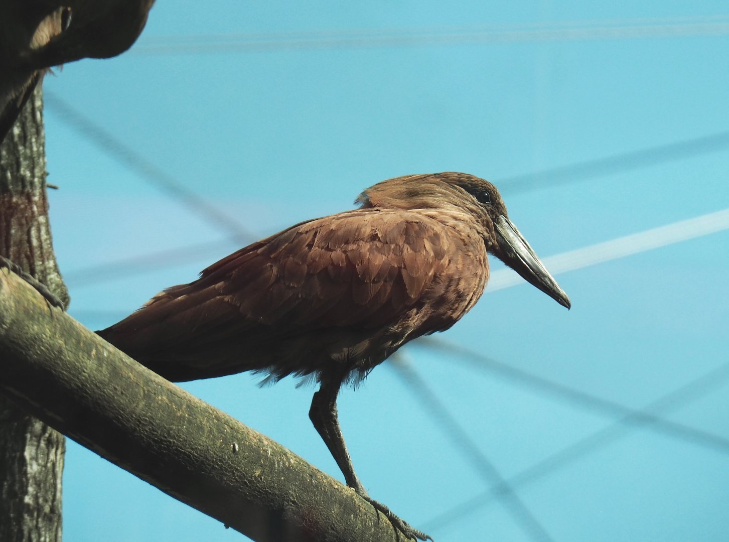 Hamerkop (Scopus umbretta), 2021-07-17