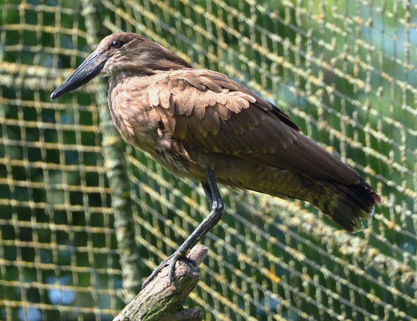 Hamerkop (Scopus umbretta), 2021-07-20