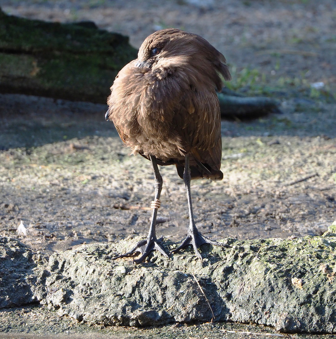 Hamerkop (Scopus umbretta), 2022-02-12