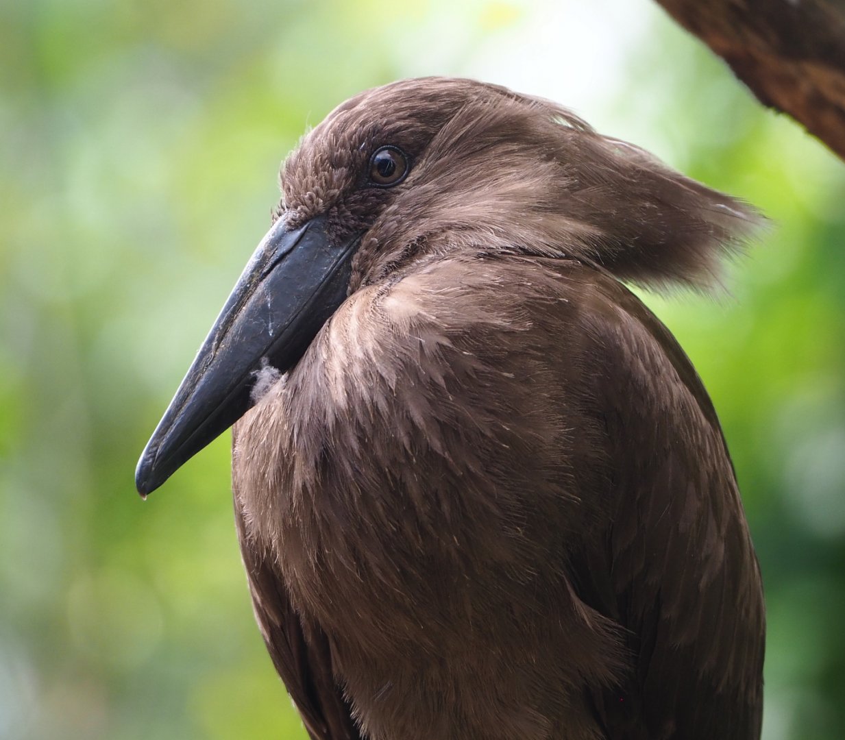 Hamerkop (Scopus umbretta), 2022-05-26