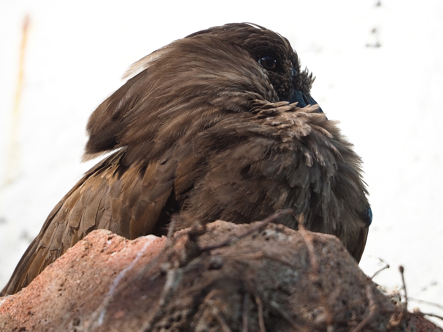 Hamerkop (Scopus umbretta), 2022-10-29