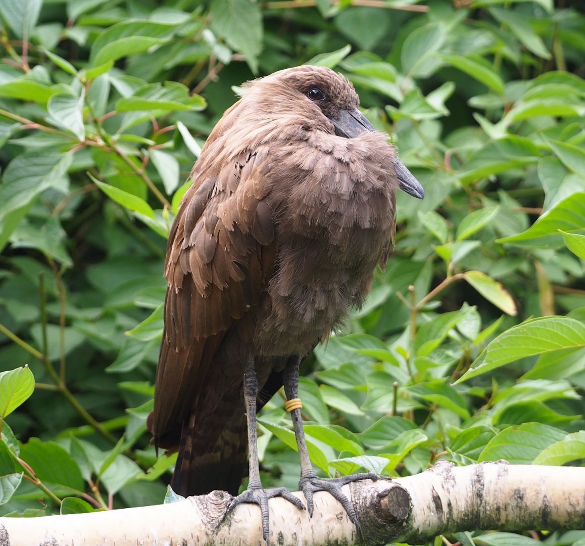 Hamerkop (Scopus umbretta), 2023-07-02