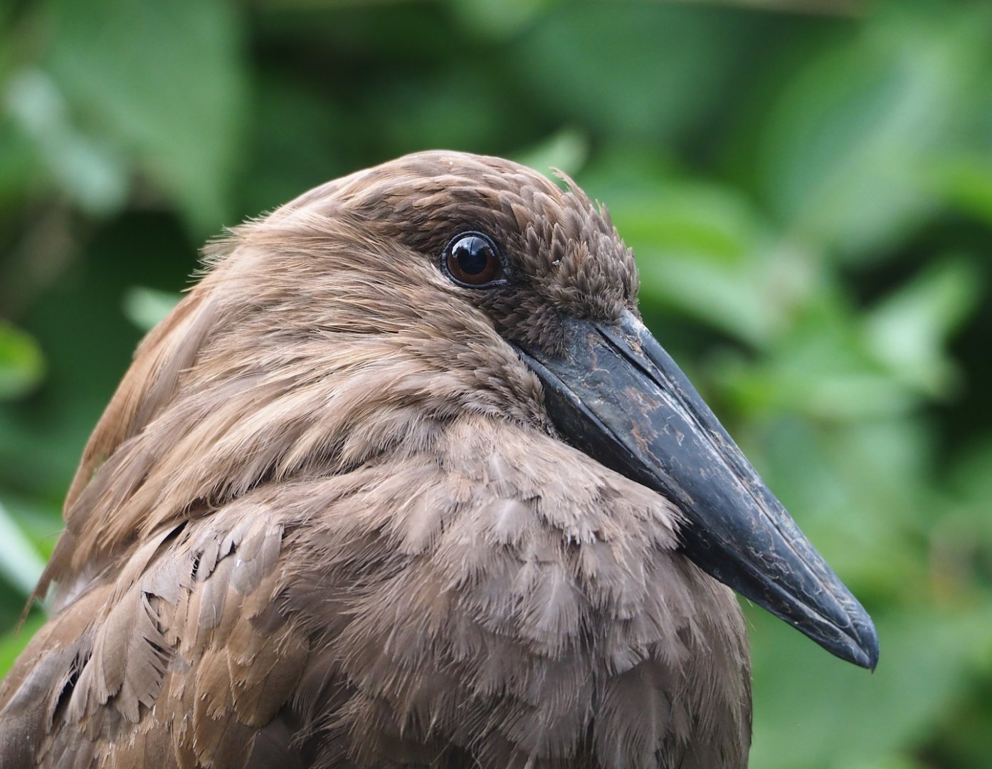 Hamerkop (Scopus umbretta), 2023-07-02