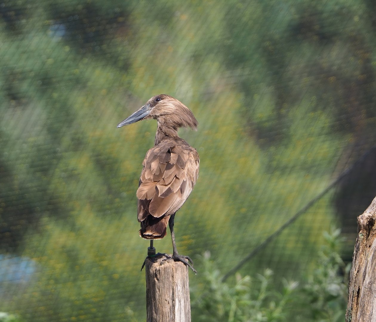 Hamerkop (Scopus umbretta), 2023-08-15