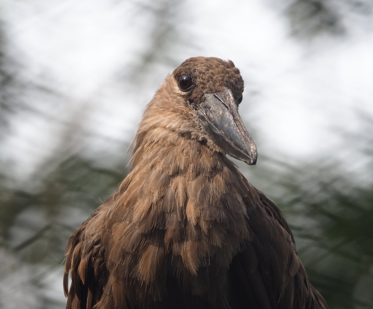 Hamerkop (Scopus umbretta), 2023-09-24