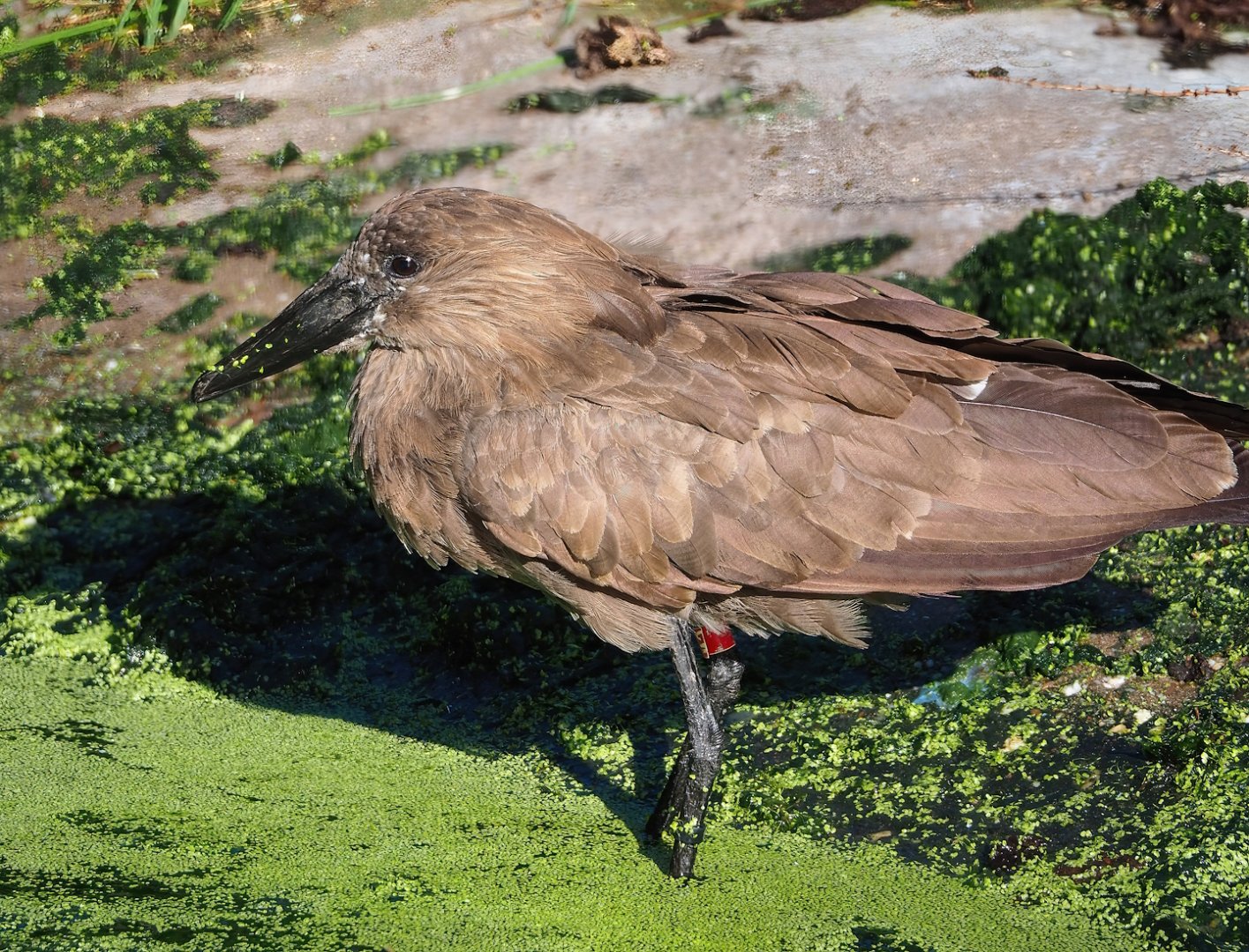Hamerkop (Scopus umbretta), 2023-09-24