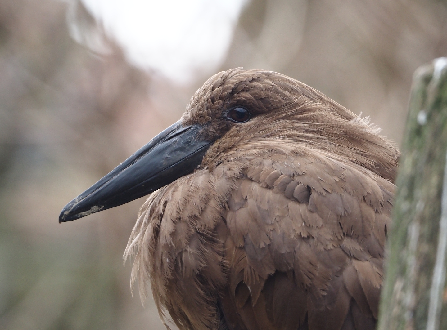Hamerkop (Scopus umbretta), 2024-03-09