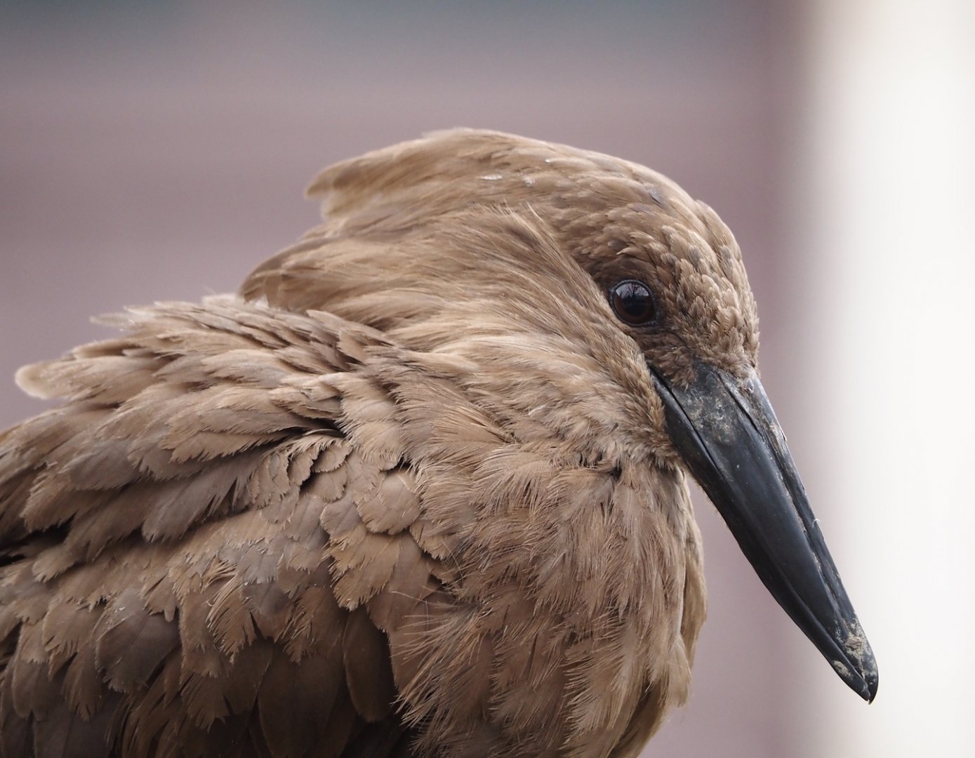 Hamerkop (Scopus umbretta), 2024-03-09