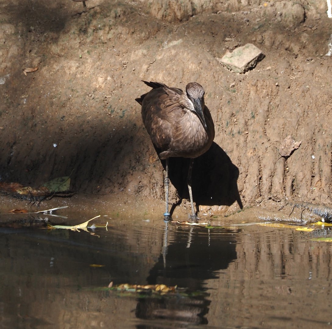 Hamerkop (Scopus umbretta), 2024-09-17