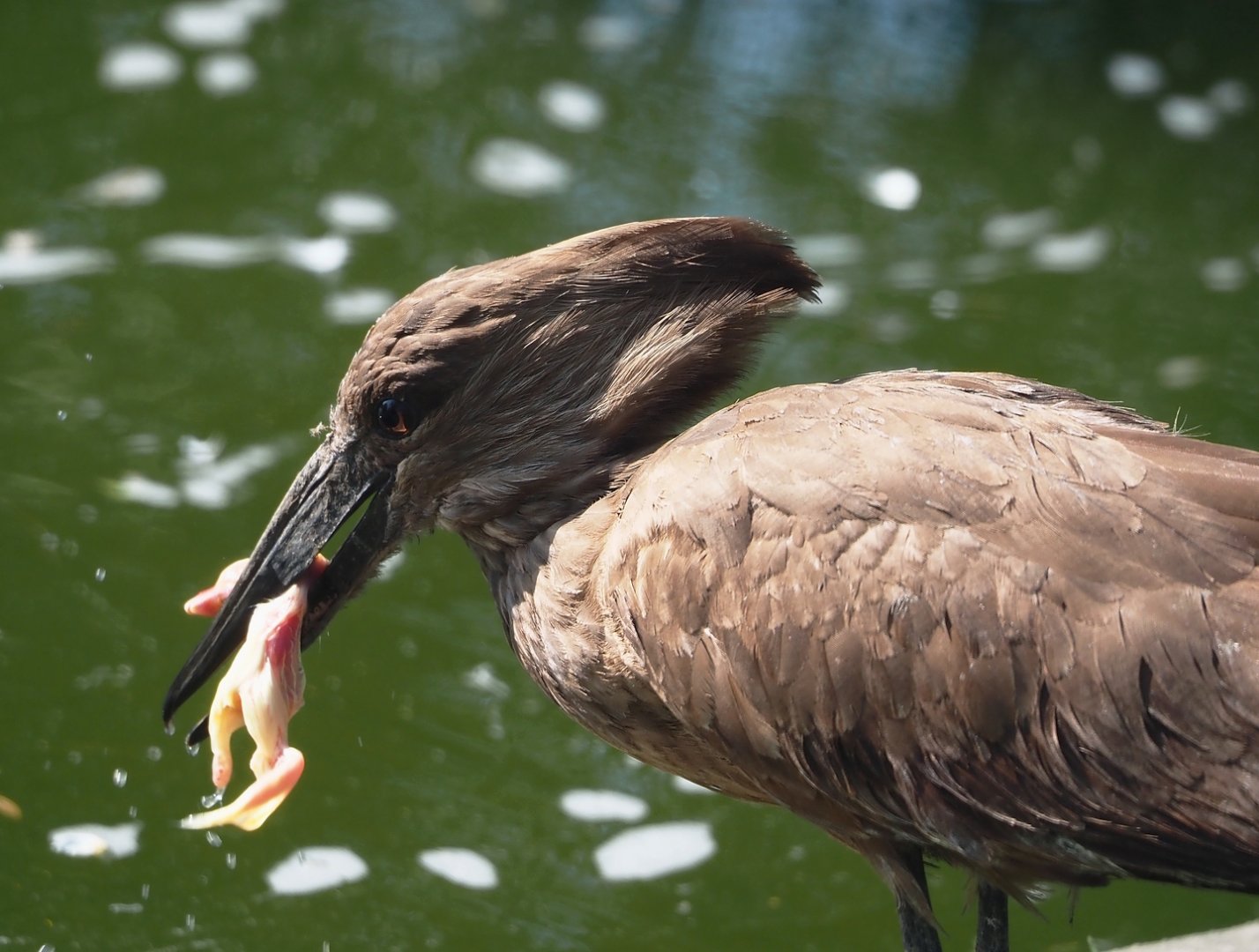 Hamerkop (Scopus umbretta), 2025-04-12