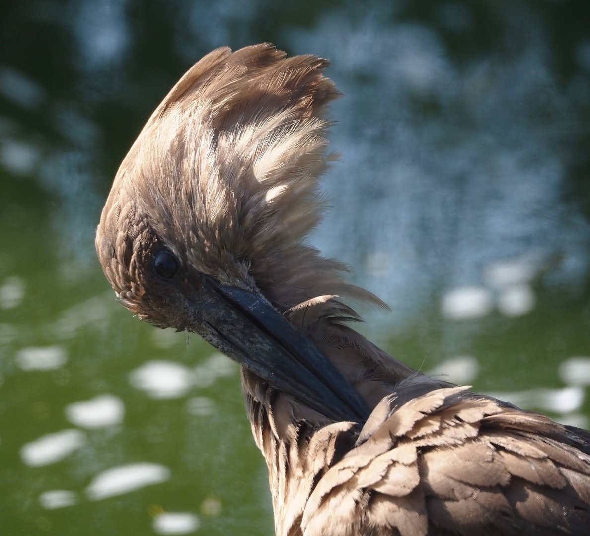 Hamerkop (Scopus umbretta), 2025-04-12