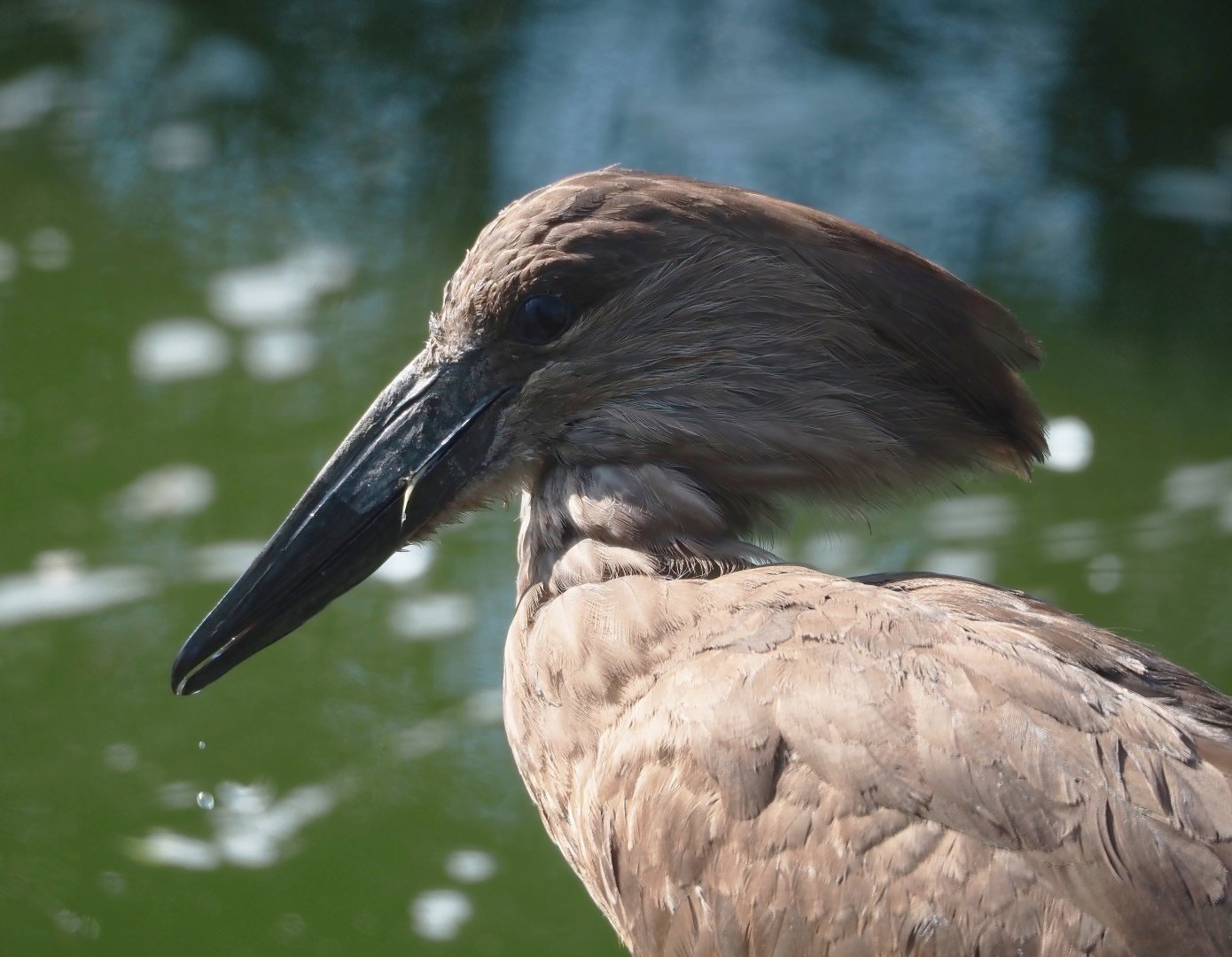Hamerkop (Scopus umbretta), 2025-04-12