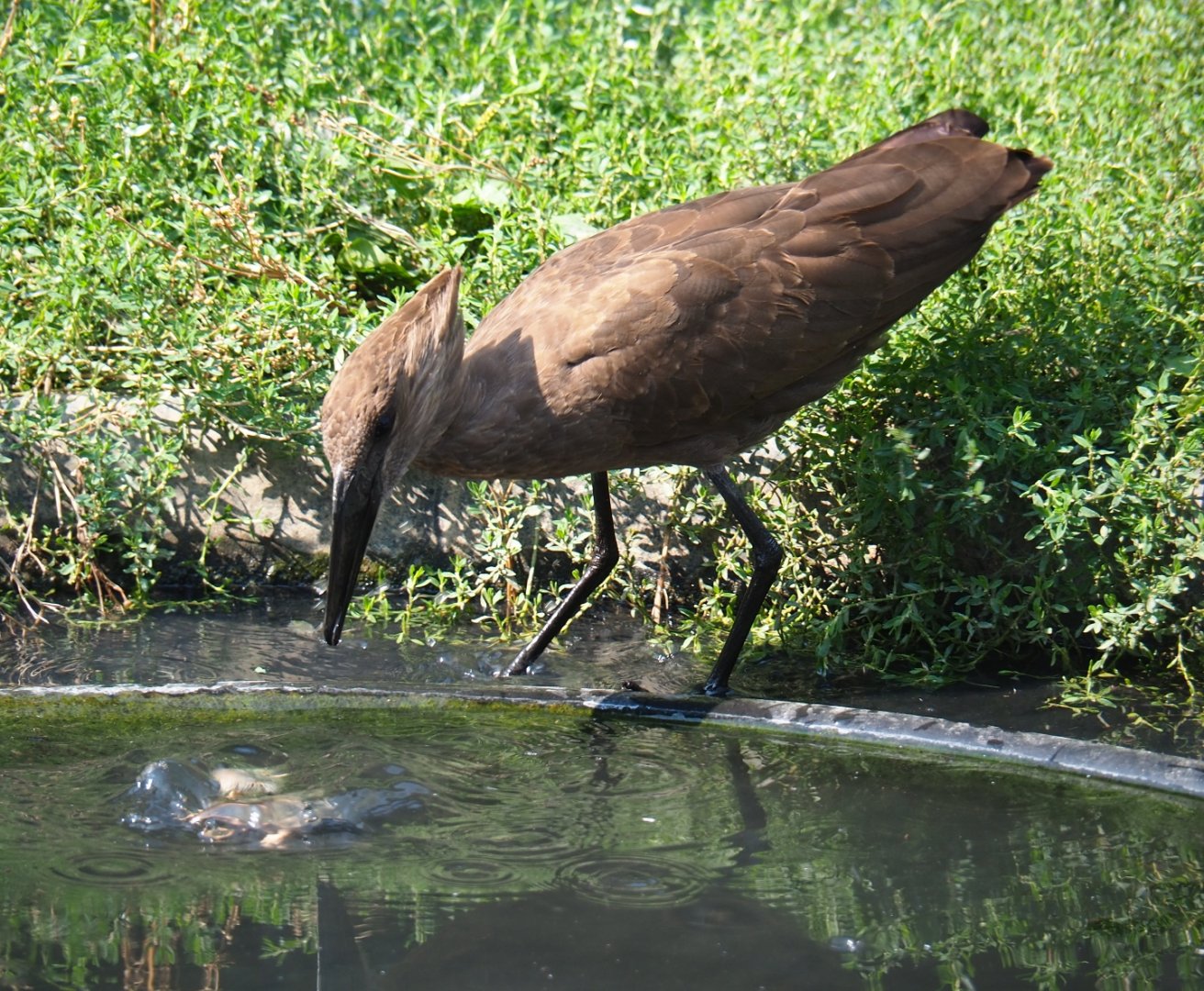 Hamerkop (Scopus umbretta), Aug 28th, 2018
