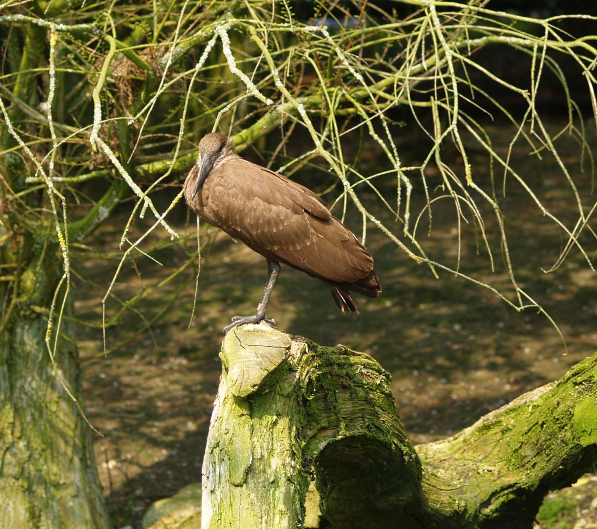 Hamerkop (Scopus umbretta), May 2006