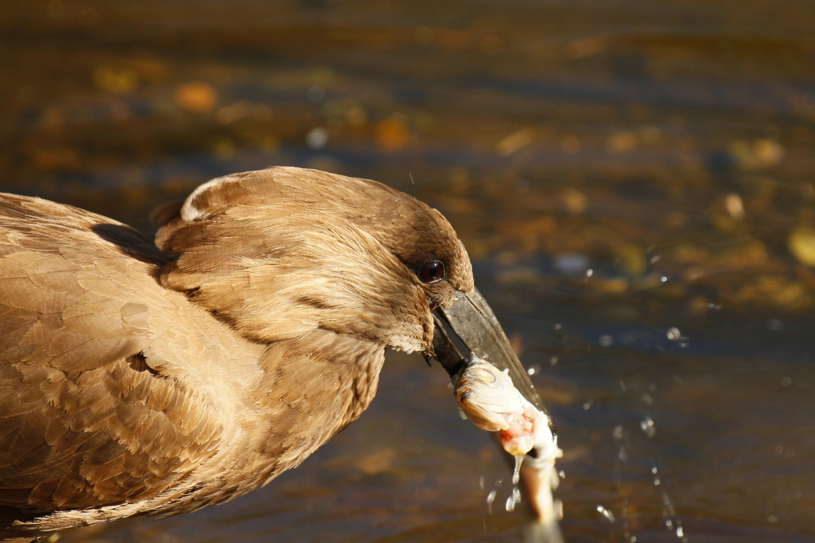 Hamerkop (Scopus umbretta)