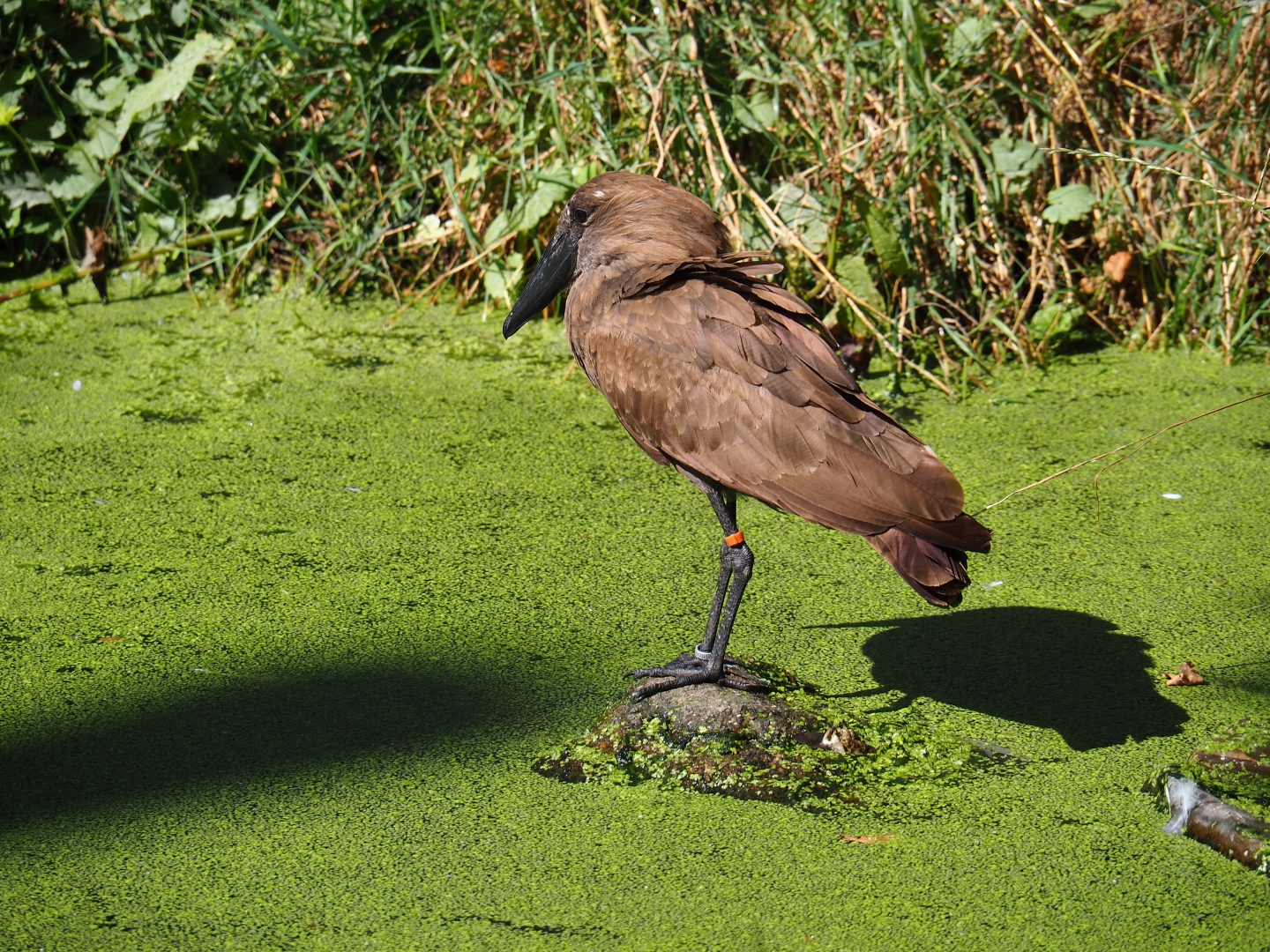 Hamerkop (Scopus umbretta)