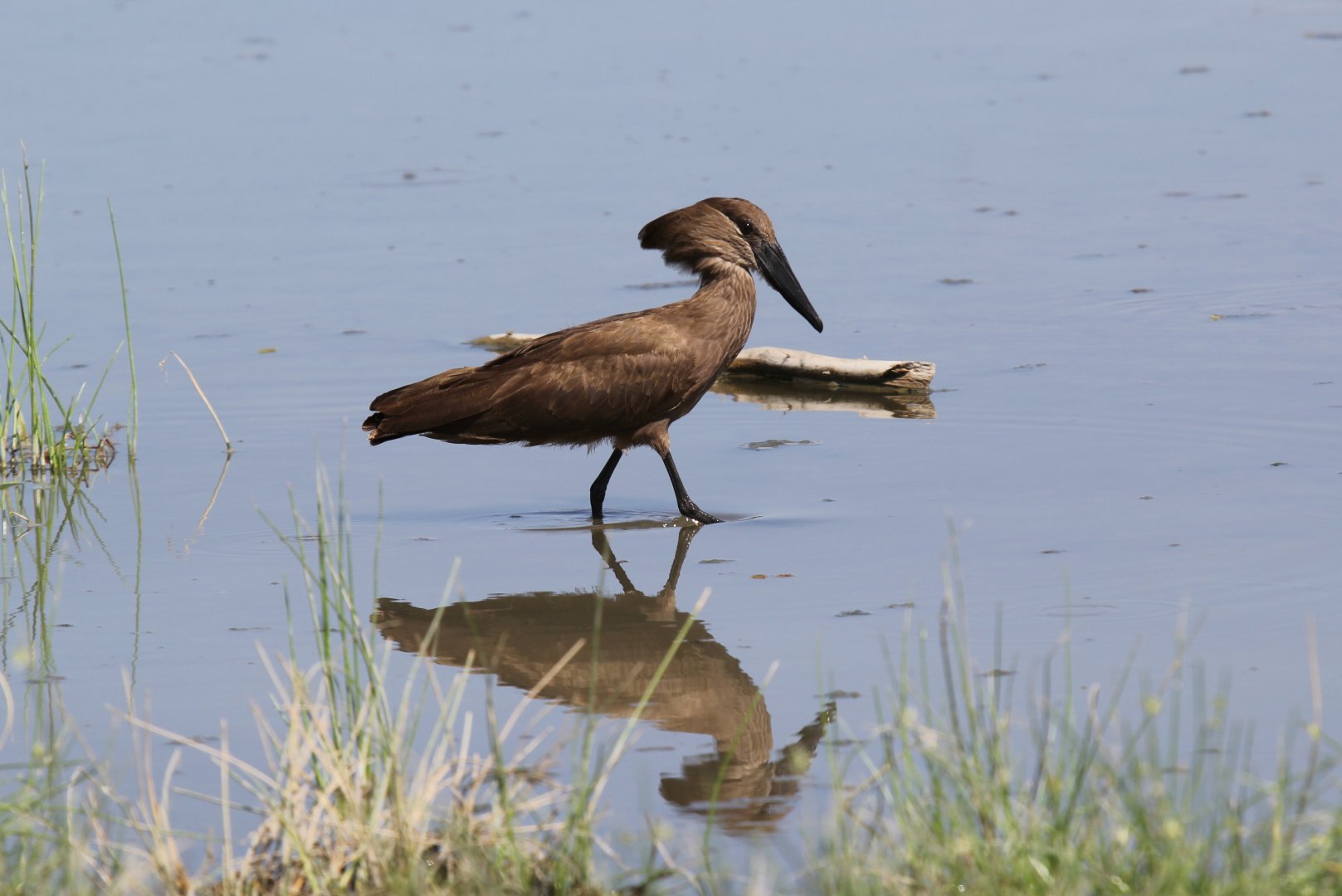 hamerkop (Scopus umbretta)