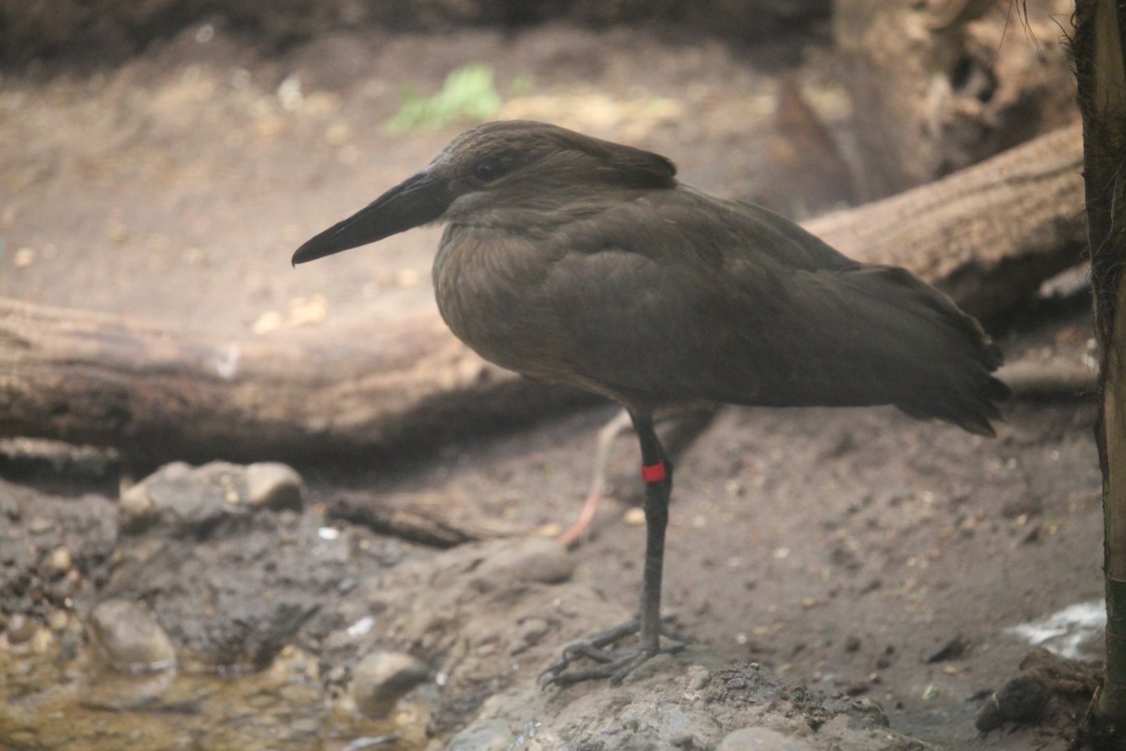 Hamerkop (Scopus umbretta)