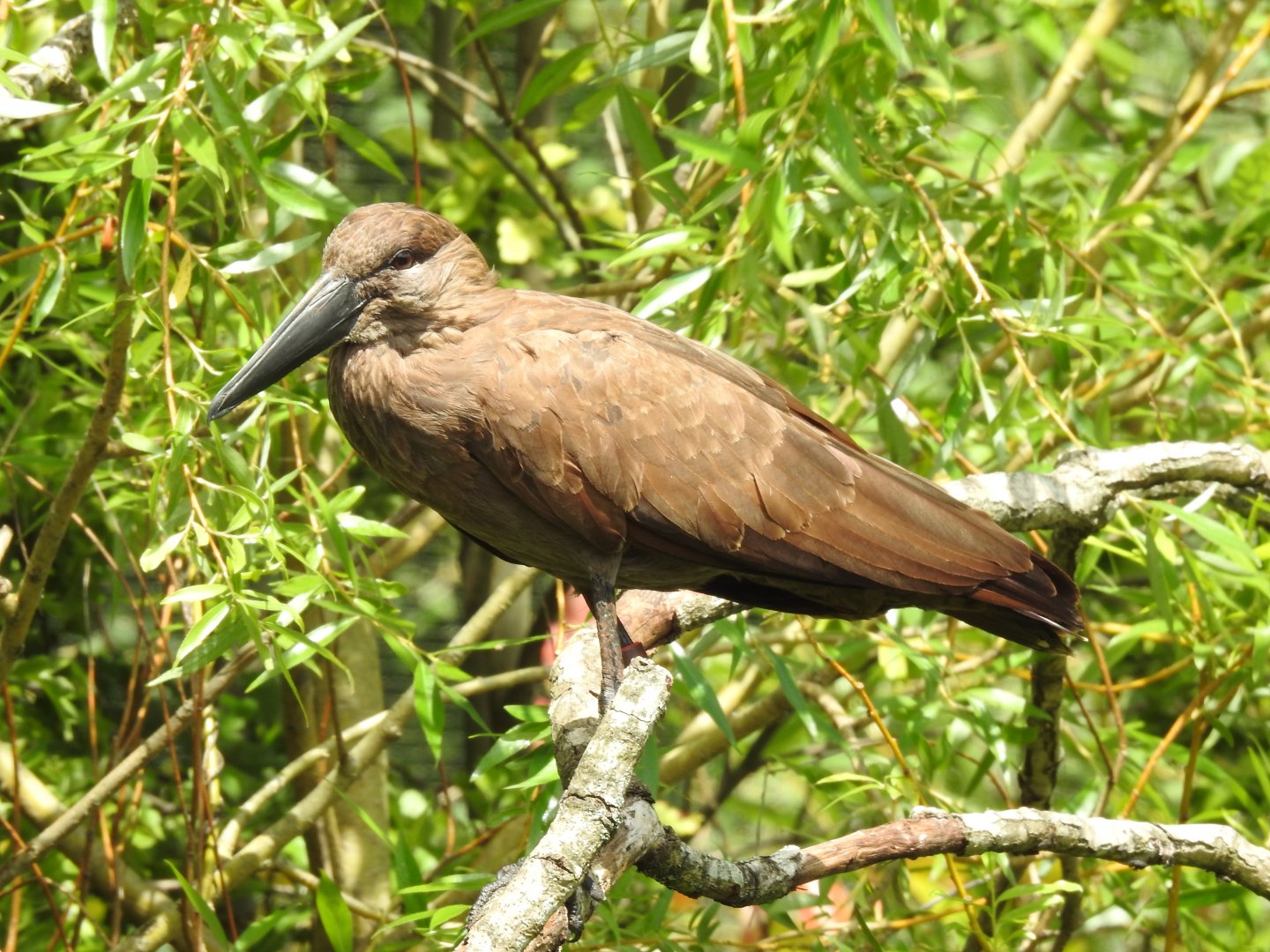Hamerkop (Scopus umbretta)
