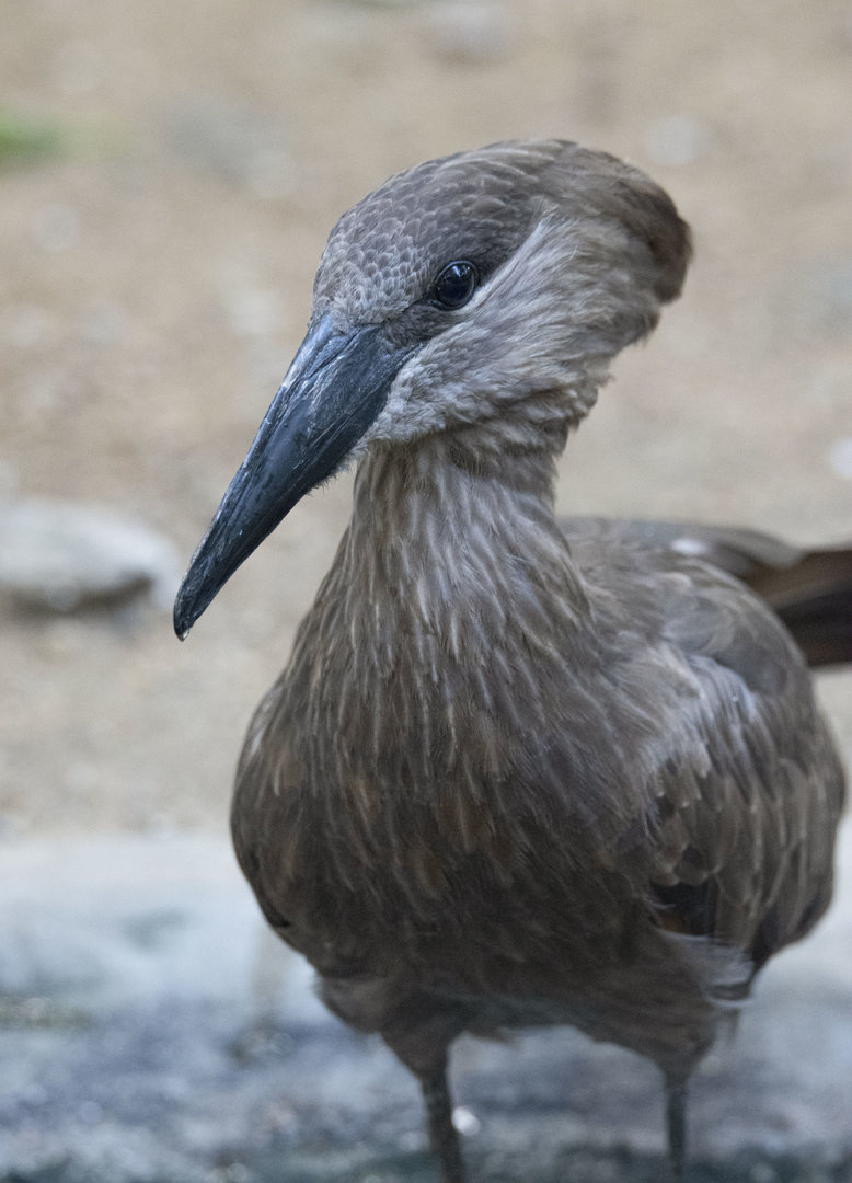 Hamerkop (Scopus umbretta)