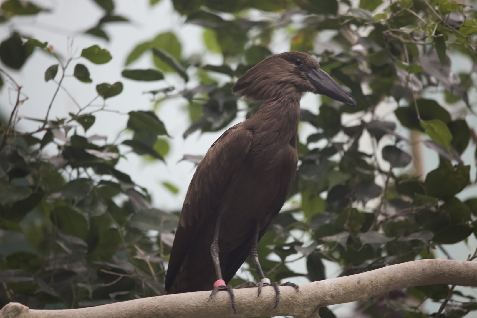 Hamerkop/ Scopus umbretta
