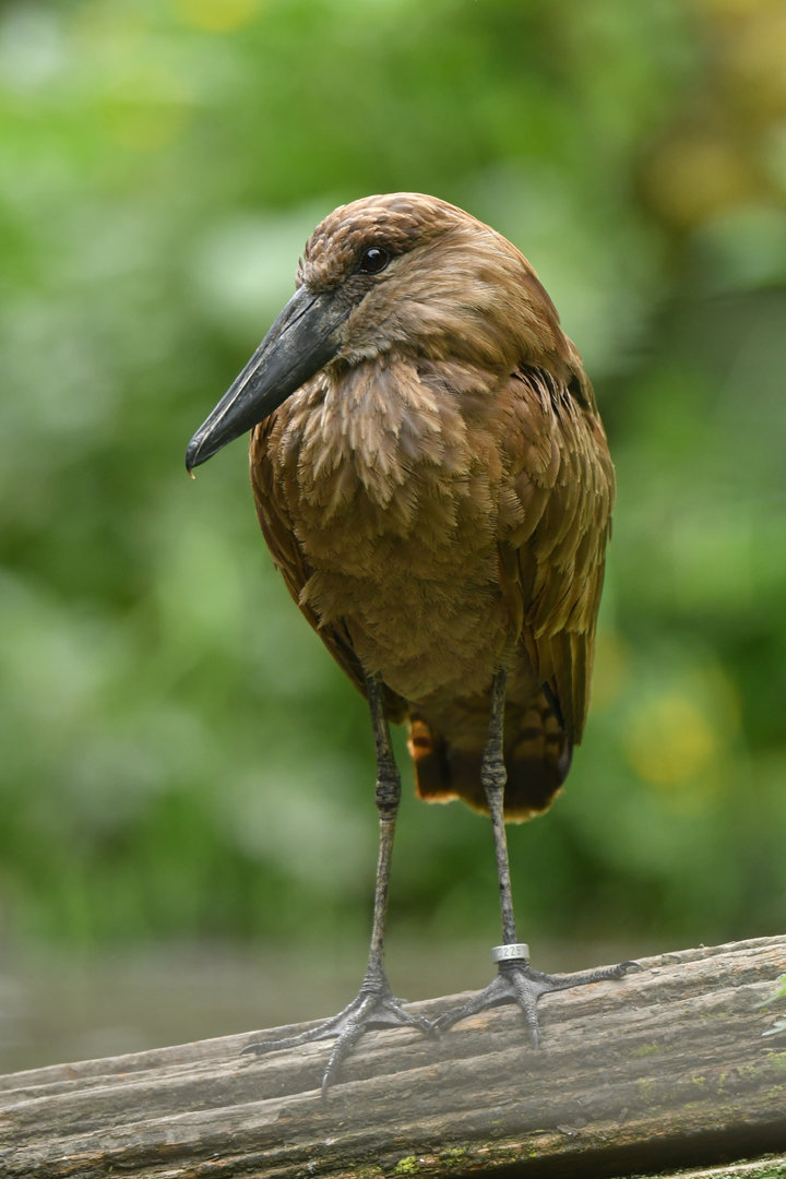Hamerkop (Scopus umbretta)