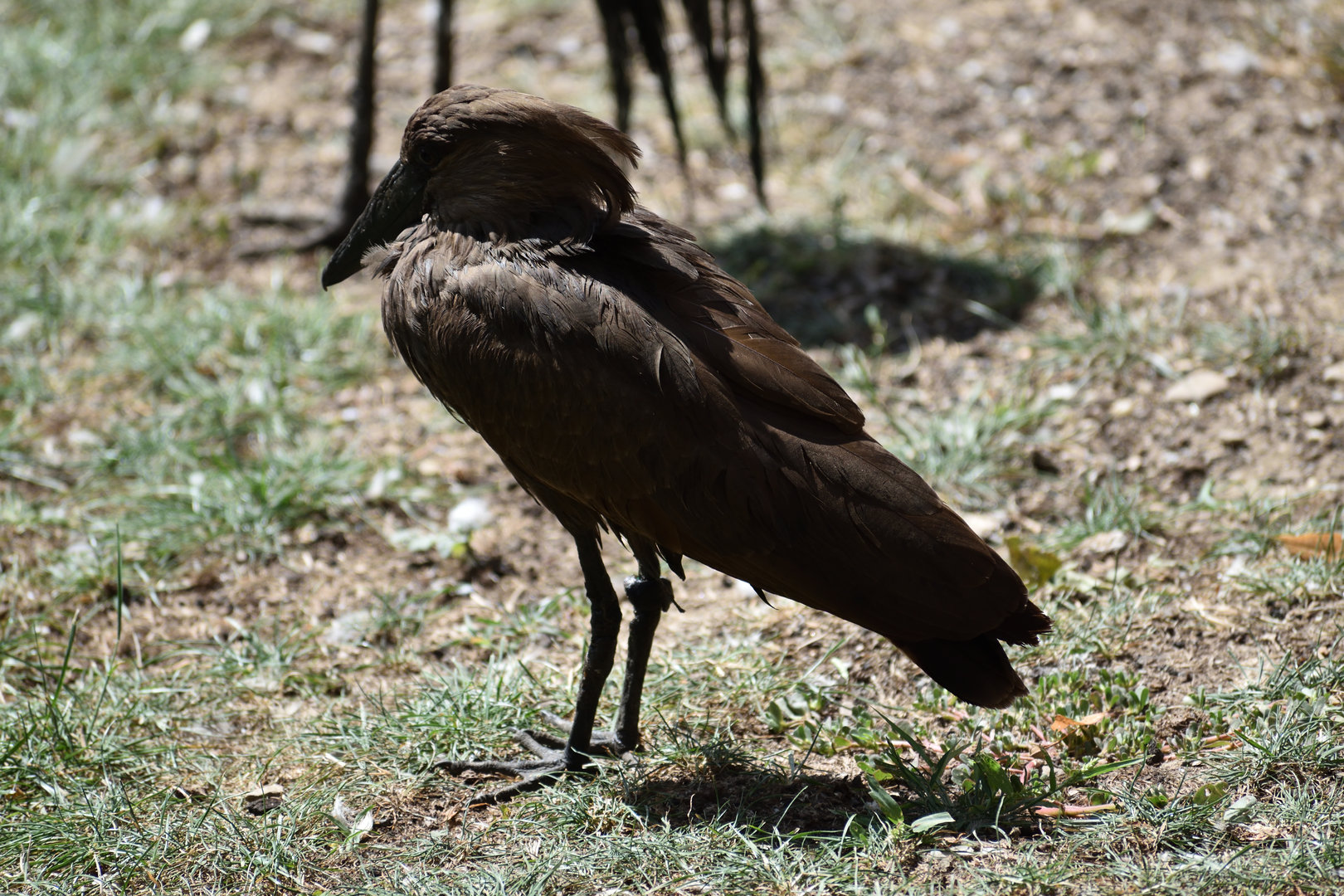 Hamerkop - Scopus umbretta