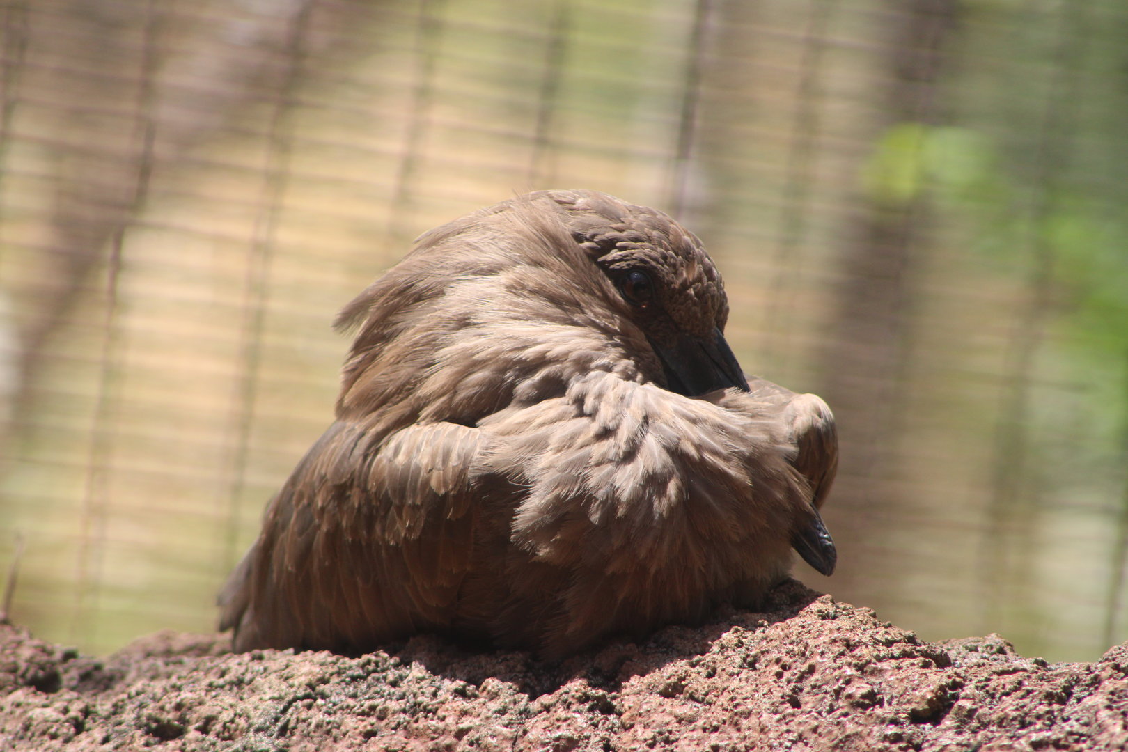 Hamerkop (Scopus umbretta)